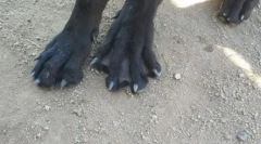 Da li je moguće plivati ​​sa psom